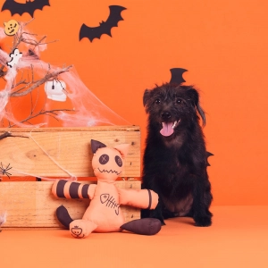 brinquedo temático de halloween em formato de gato com um cachorro