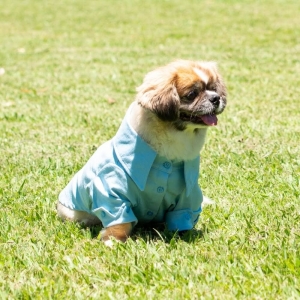 cachorro vestido com uma camisa pet azul
