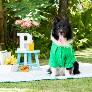 cachorro vestido com uma camisa pet verde 