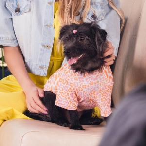 cachorro usando roupa com estampa de animal print de oncinha no colo de sua tutora