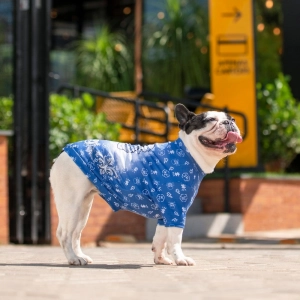 cachorro vestido com camiseta pet malha estampa azul com caveira