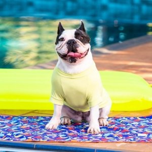 cachorro vestido com camiseta proteção UV50+ pet, verde 