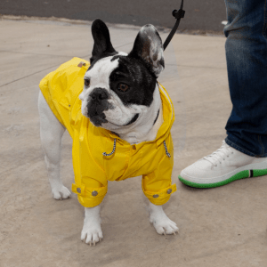 capa de chuva amarela pet vestida em uma cachorro