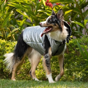  cachorro em um parque usando colete prata com capuz 
