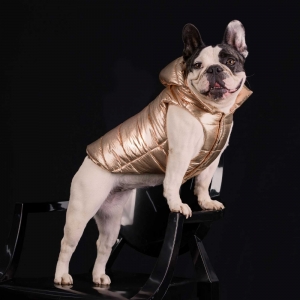 cachorro vestido com colete para cachorro e gato com capuz dourado