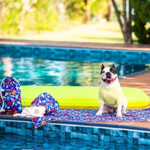 cachorro na beira da piscina usando o kit praia para pet summer azul, toalha, saquinho, canga