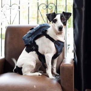 cachorro sentado em uma poltrona usando mochila para cachorro jeans