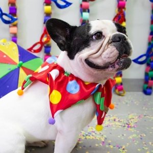 cachorro vestido com roupa arlequim vermelha de carnaval  para pet em ambiente de carnaval