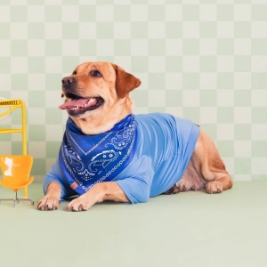 cachorro vestido com camiseta malha azul pet